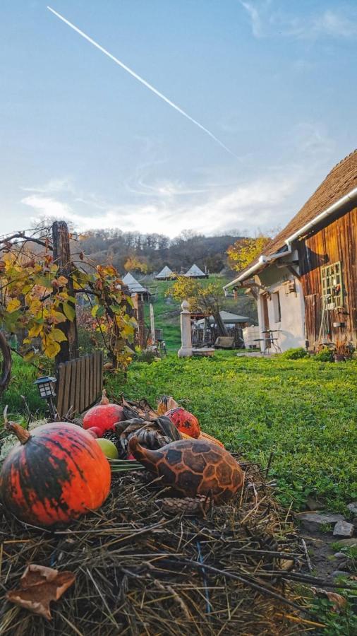 Saschiz 130/Lodging And Glamping Eksteriør bilde